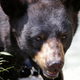 Illustration for article titled Saturday Night Social: Tactless Hero Bear Ate All the Cupcakes